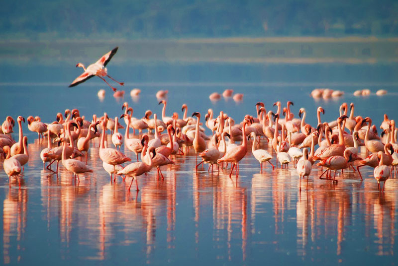 1 Day Lake Manyara National Park - Sabrahm Safaris