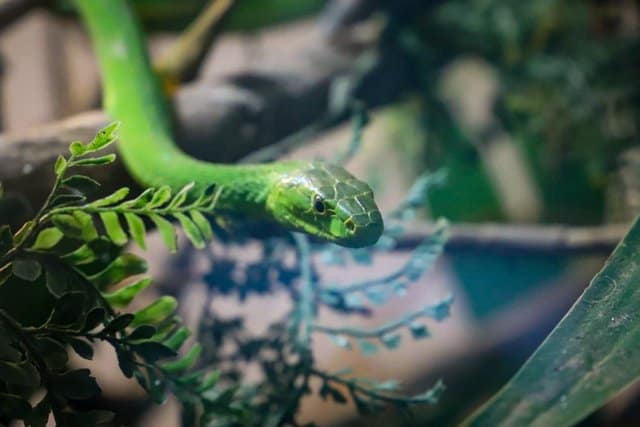 1-Day Meserani Snake Park - Sabrahm Safaris