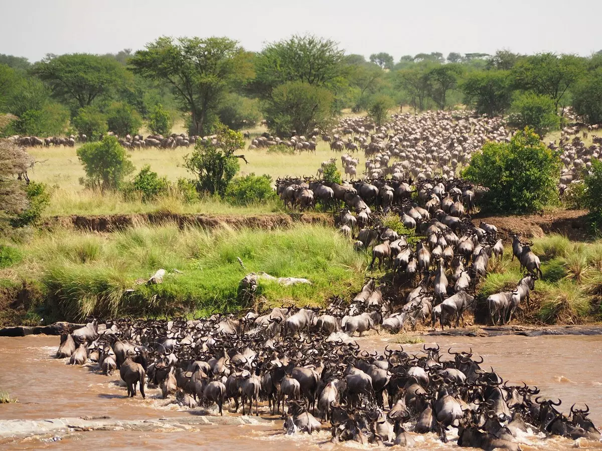 4-Day Ndutu Migration Safari (Witness Calving Season)
