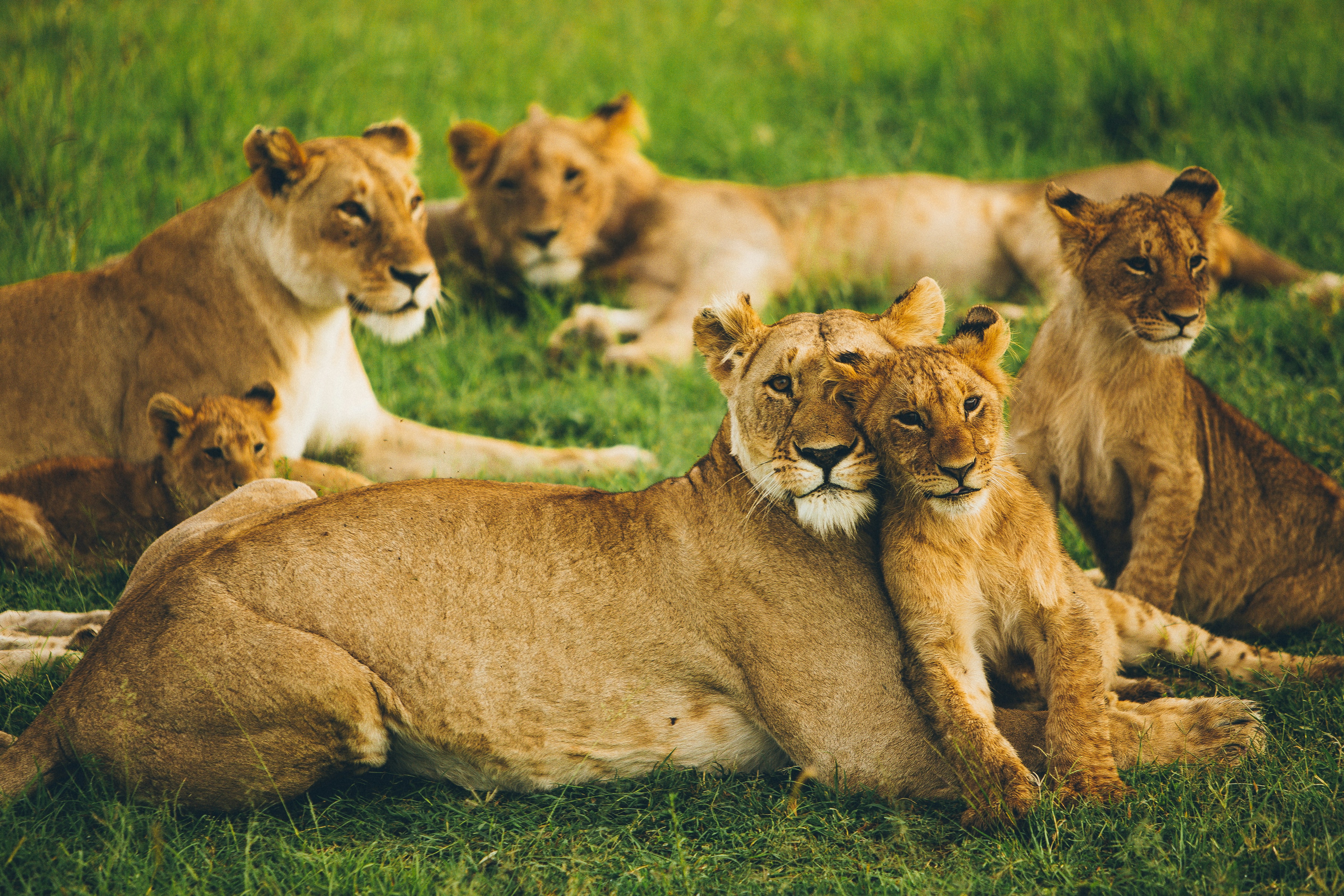 5-Day Wildlife Safari Northern Circuit - Sabrahm Safaris